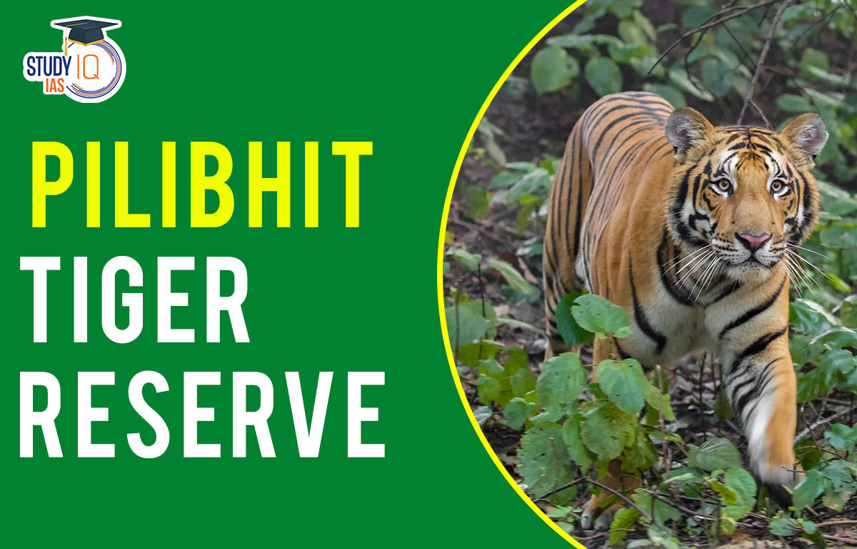 Pilibhit Tiger Reserve 