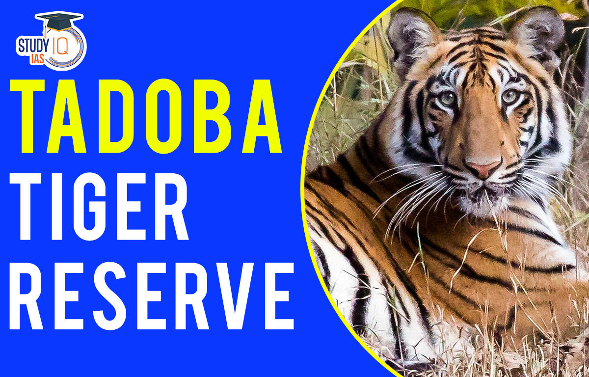 Tadoba tiger reserve