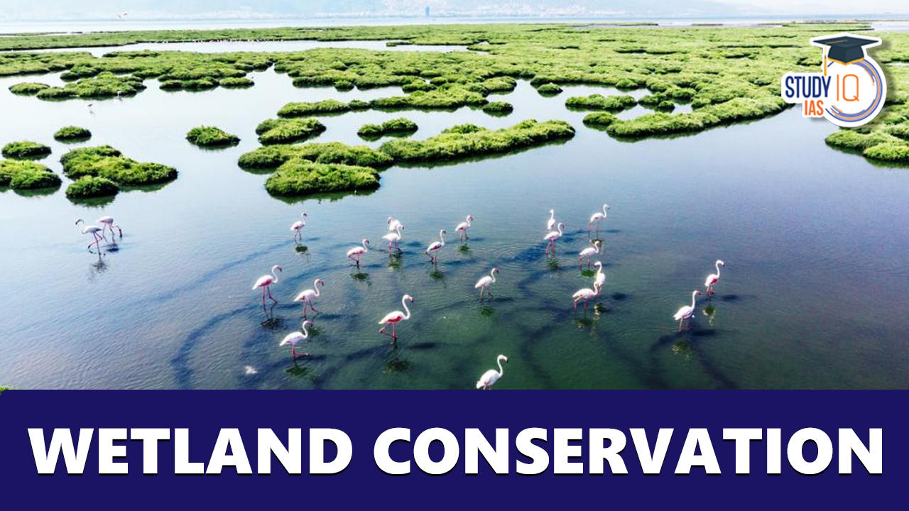 Wetland Conservation