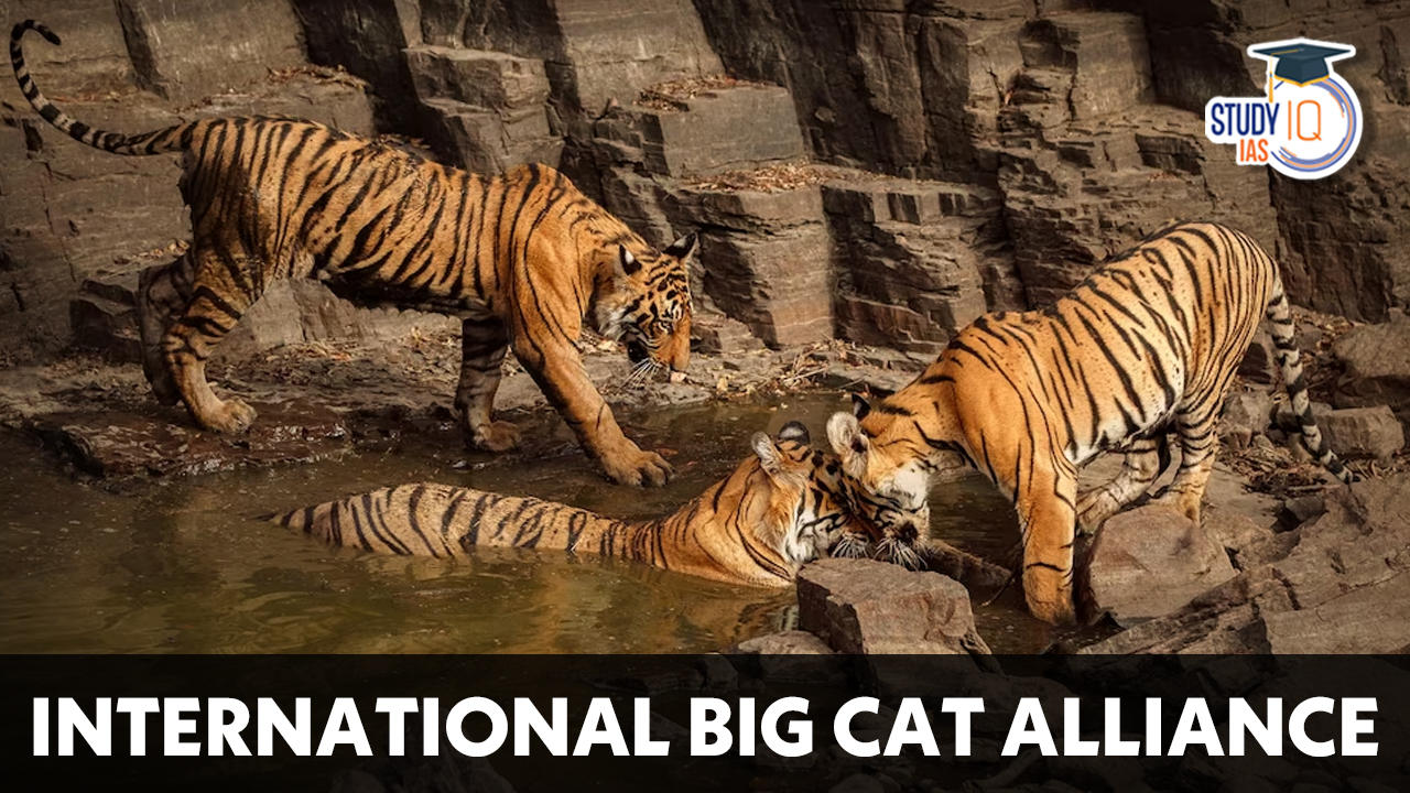 International Big Cat Alliance