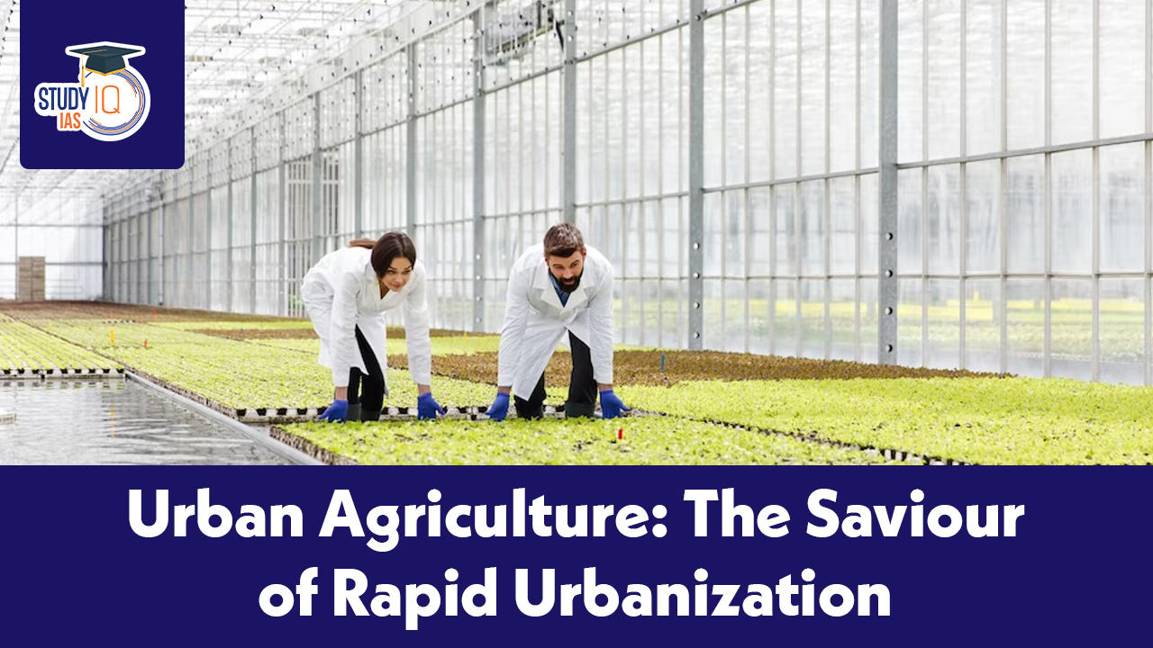 Urban Agriculture The Saviour of Rapid Urbanization