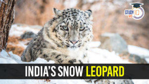 India’s Snow Leopard (1)