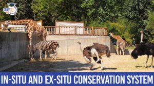 In-Situ and Ex-Situ Conservation System (Differentiate Between In-Situ and Ex-Situ Conservation)