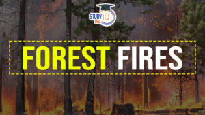 Forest Fires in India in 2024, Causes, Government Measures