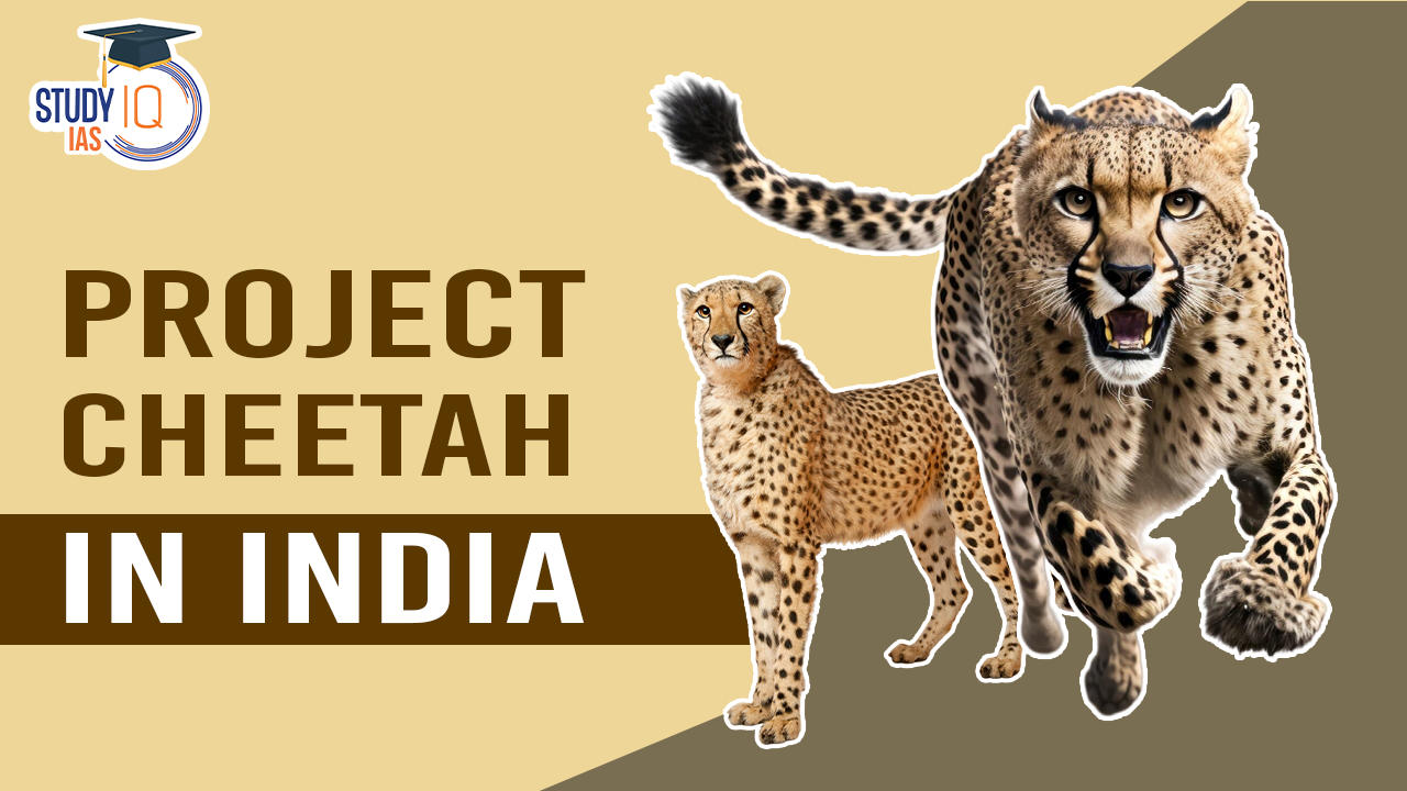 Cheetah Reintroduction Project In India Challenges Criticisms