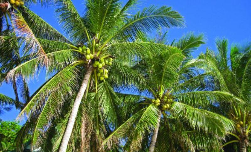 coconut tree-official tree of Kerala