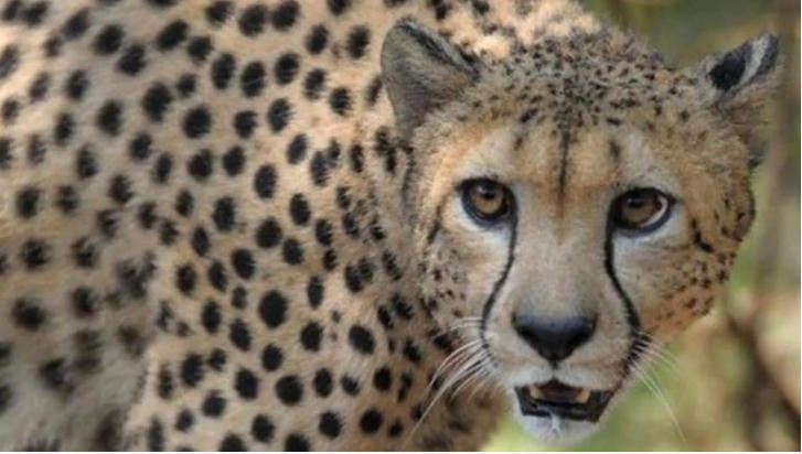 India sign an agreement with Namibia to reintroduce cheetah