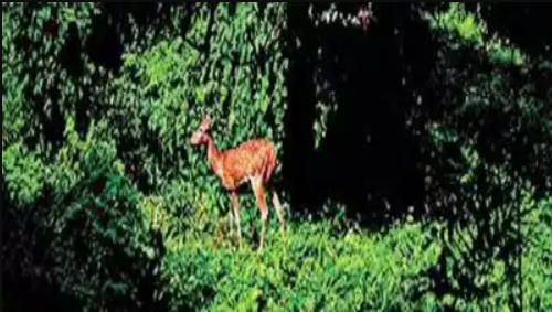 Kerala to release over 300 deer into the wild