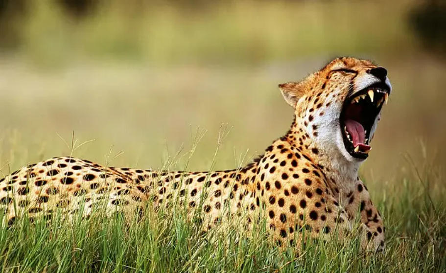 National Zoological Park celebrates International Cheetah Day 2022