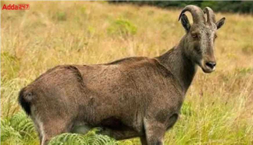 Tamil Nadu Launched Project Nilgiri Tahr with Rs 25 Crore Budget