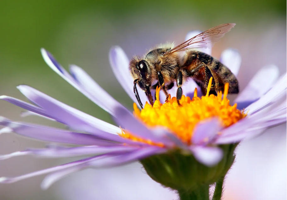 US Approves World’s First Vaccine for Declining Honey Bees