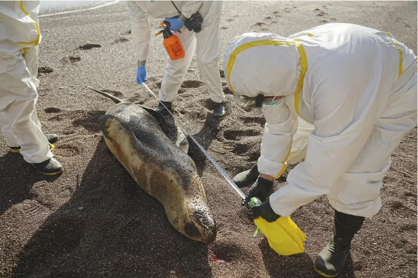 Nearly 600 sea lions die due to bird flu outbreak in Peru