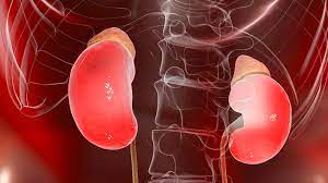 World Kidney Day in Malayalam [9 March 2023], History, Theme_40.1
