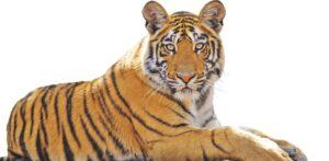 National Animal of India, Check State wise Population, Scientific Classification of National Animal of India_30.1