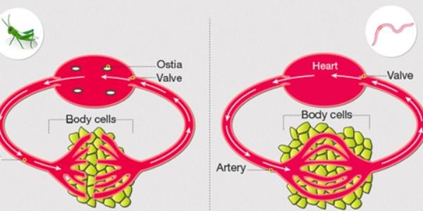 Types of Blood Circulatory System