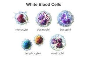 Types of White Blood Cells