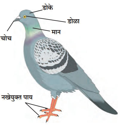 पक्षीवर्ग (Class - Aves), कबुतर