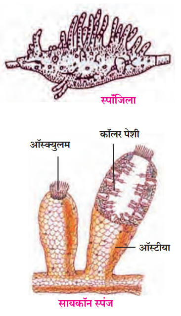 रंध्रीय प्राणीसंघ (Phylum - Porifera)