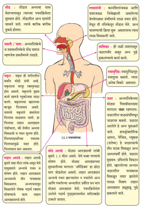 मानवी पचनसंस्था | Human Digestive System : MPSC Gazetted Civil Services Exam 2024 अभ्यास साहित्य_3.1