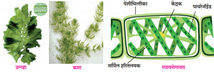 वनस्पतींचे वर्गीकरण | Classification of plants : महाराष्ट्र स्टेट बोर्ड सिरीज | Maharashtra State Board Series_4.1