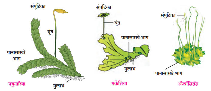 वनस्पतींचे वर्गीकरण | Classification of plants : महाराष्ट्र स्टेट बोर्ड सिरीज | Maharashtra State Board Series_5.1