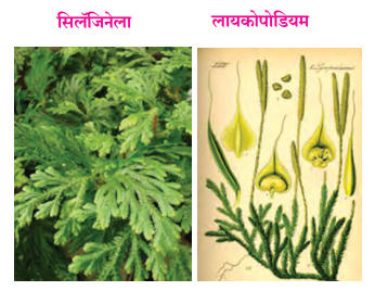 वनस्पतींचे वर्गीकरण | Classification of plants : महाराष्ट्र स्टेट बोर्ड सिरीज | Maharashtra State Board Series_6.1