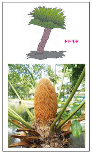 वनस्पतींचे वर्गीकरण | Classification of plants : महाराष्ट्र स्टेट बोर्ड सिरीज | Maharashtra State Board Series_7.1