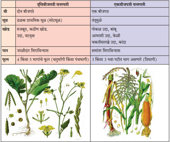 वनस्पतींचे वर्गीकरण | Classification of plants : महाराष्ट्र स्टेट बोर्ड सिरीज | Maharashtra State Board Series_8.1
