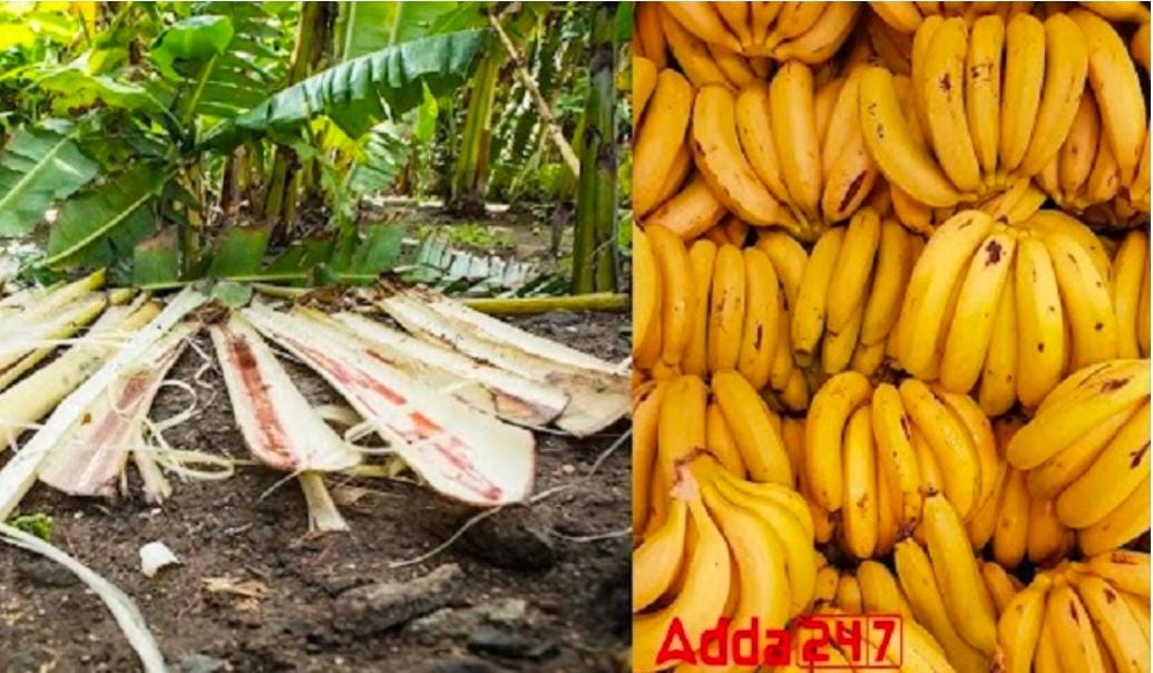 Indian Scientists Create Eco Wound Dressings With Banana Fibers | भारतीय शास्त्रज्ञ केळीच्या तंतूंनी इको वाऊंड ड्रेसिंग तयार करतात