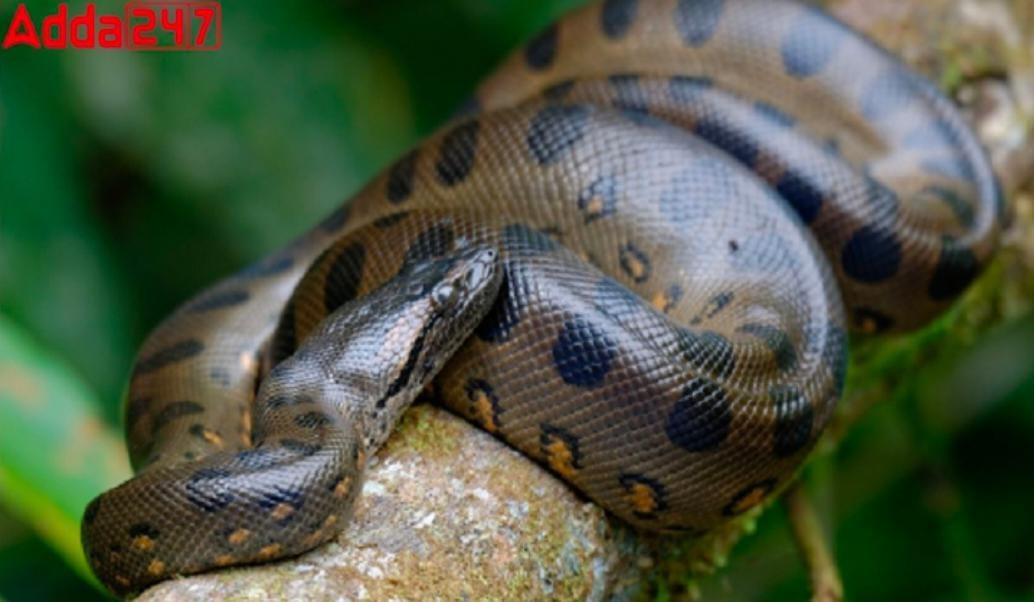 New Species of Amazon Anaconda Discovered | ॲमेझॉन ॲनाकोंडाच्या नवीन प्रजातीचा शोध