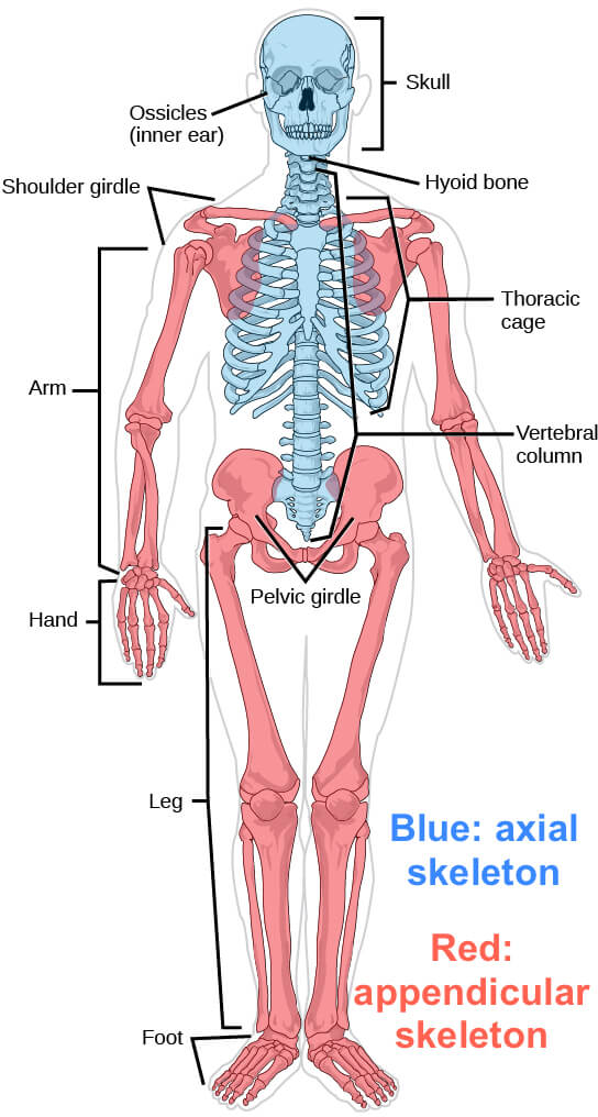 मानवी शरीर : अस्थिसंस्था | Human Body : Skeletal System : MPSC Gazetted Civil Services Exam 2024 अभ्यास साहित्य_3.1