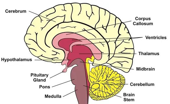मानवी मेंदू : रचना व कार्य | Human Brain: Structure and Function : MPSC Gazetted Civil Services Exam 2024 अभ्यास साहित्य_3.1