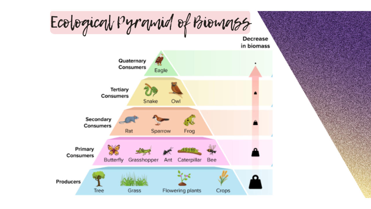 पर्यावरणीय पिरॅमिड | The ecological pyramid : MPSC Gazetted Civil Services Exam 2024 अभ्यास साहित्य_4.1