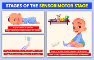 What is Sensorimotor Stage? Check Stages, Examples