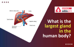 What is The Largest Gland in The Human Body?