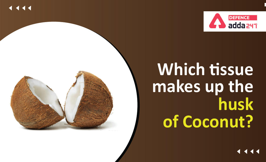 Which Tissue Makes Up The Husk of Coconut?_20.1
