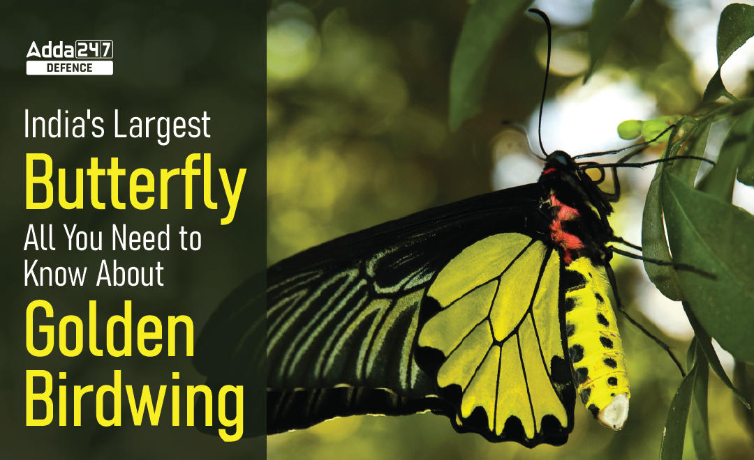 India's Largest Butterfly: All You Need to Know About Golden Birdwing_20.1