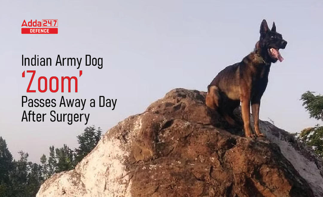 Indian Army Dog Zoom Passes Away A Day After Surgery