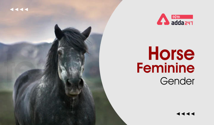 horse feminine gender