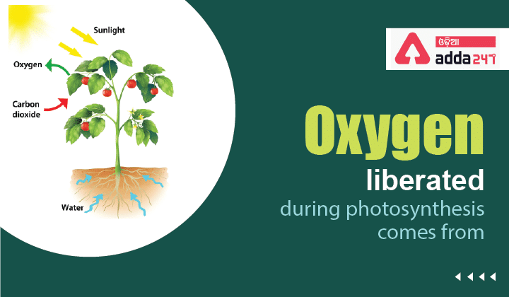 oxygen liberated during photosynthesis come from