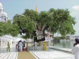 Ber Tree of The Golden Temple