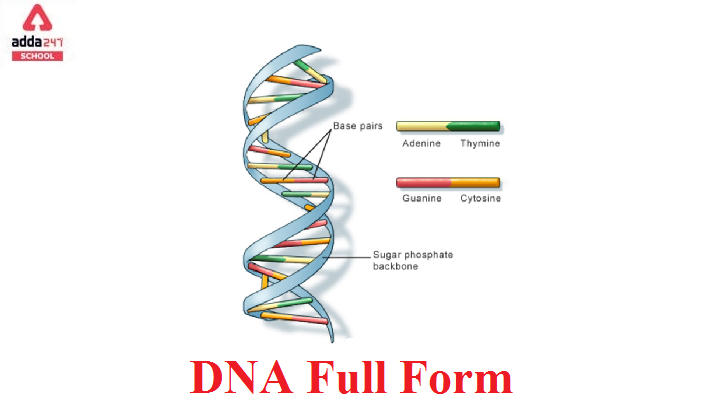 DNA Full Form in Medical, Biology, English, Computer_20.1