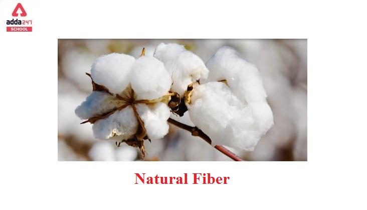 Natural Fiber | What is Natural Fiber? | adda 247_20.1