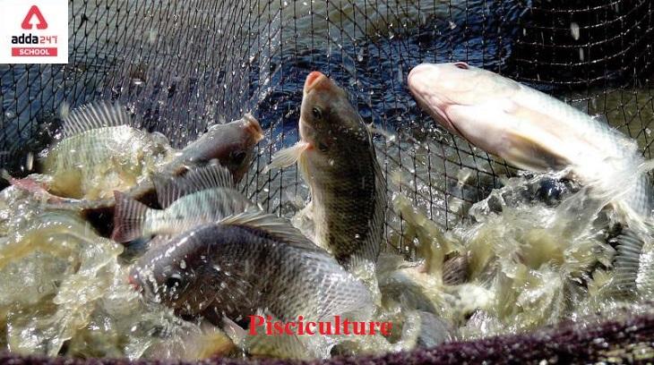 Pisciculture Meaning