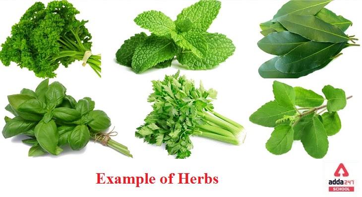 Herb plant samples