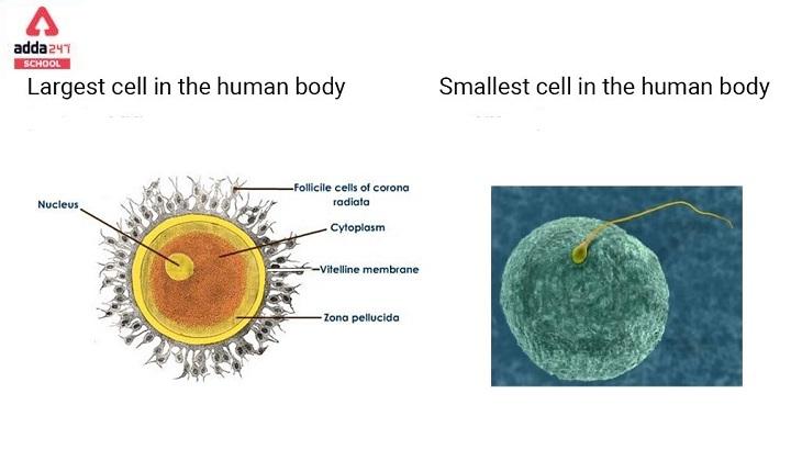 largest cell in human body