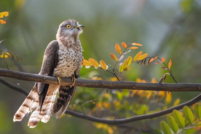 Common Hawk-cuckoo