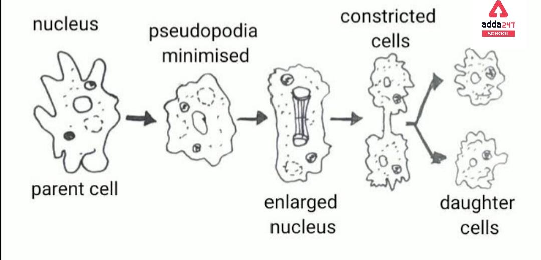 Amoeba: Cell, Diagram, Classification, Nutrition -_8.1