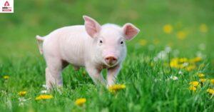 What is Scientific Name of Pig?