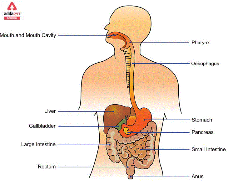 Human Digestive System Diagram, Parts, Functions Class 10_40.1